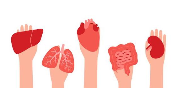 Understanding the Organ Donation Process